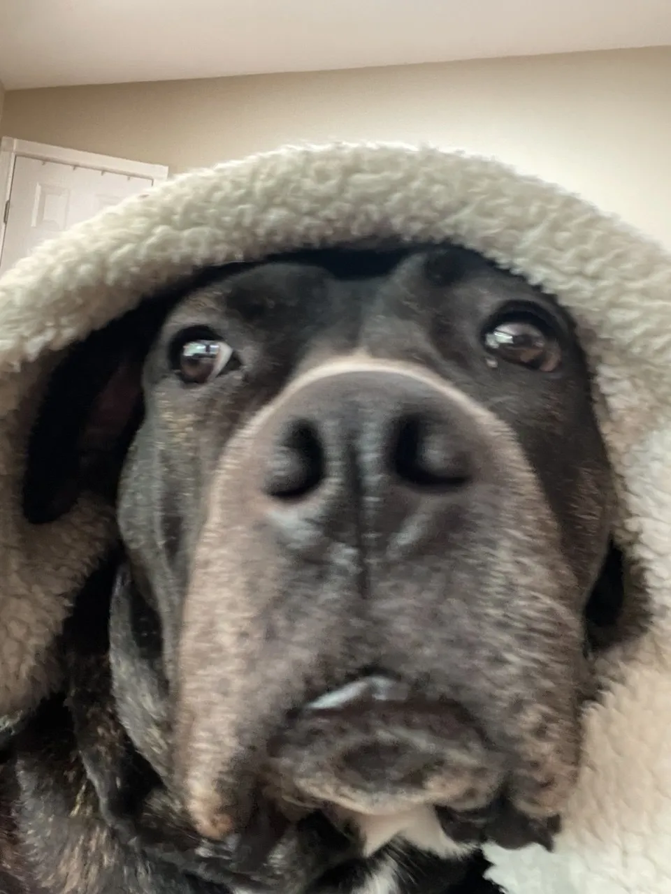 HouseRush office dog